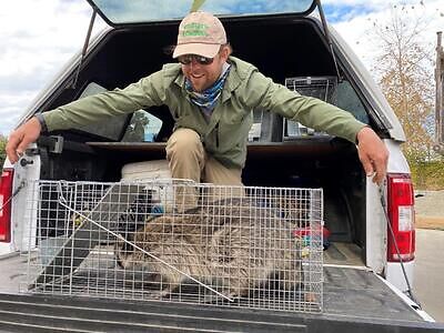 Houston raccoon trapping